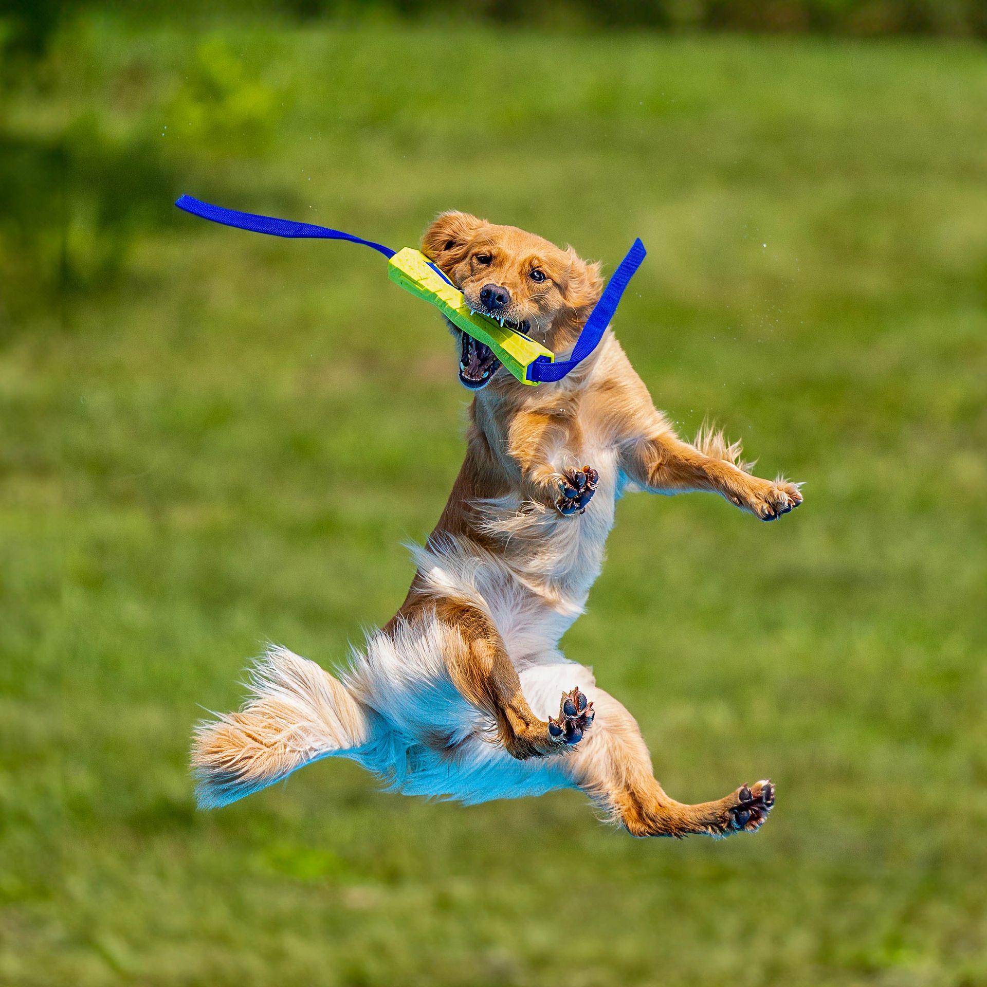 Dog leaping off dock into water at dock diving event